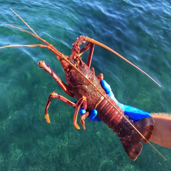 Australian Lobster